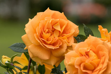 Rosa 'Goldelse' BT mit Blüte ;;ab 9,50 Euro