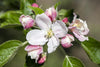 Malus 'Elstar' (Apfel 'Elstar' mittel)