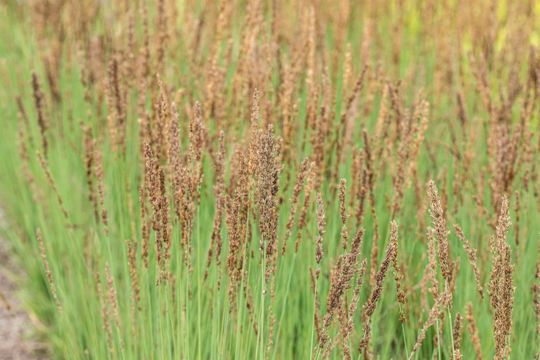 Molinia caerulea 'Moorhexe' (Kleines Garten-Pfeifengras)