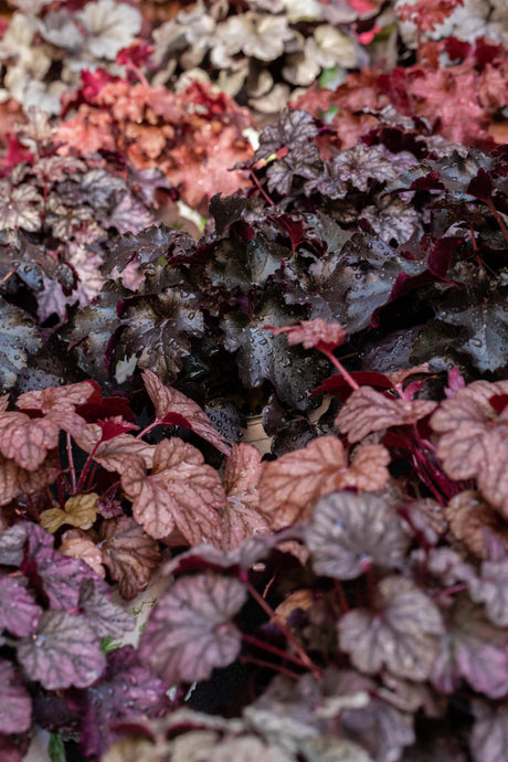 Heuchera micrantha 'Obsidian' ;;ab 8,40 Euro