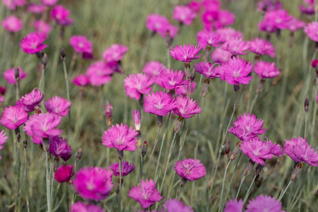 Dianthus carthusianorum mit Blüte ;;ab 3,20 Euro