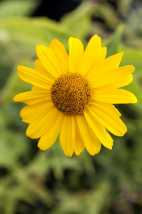 Heliopsis scabra 'Hohlspiegel' ;;ab 4,80 Euro