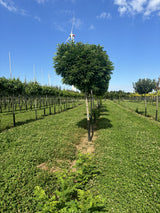 Robinia pseudoacacia 'Umbraculifera' , erhältlich als: Hochstamm ; Pluspunkt: schnellwüchsig;;günstig mit Qualität