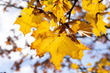 Gemeiner Ahorn mit Herbstlaub ; Einsatz: Parkbaum ; Pluspunkt: winterhart;;mit zeitnaher Lieferung