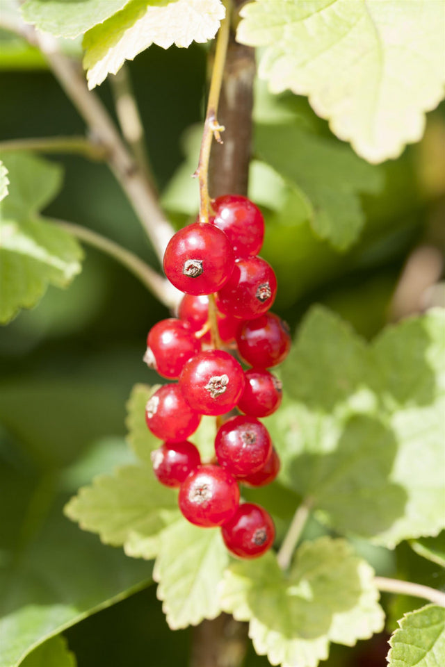 Ribes rubrum 'Gerouge 1' -R mit Früchten ;;ab 17,80 Euro