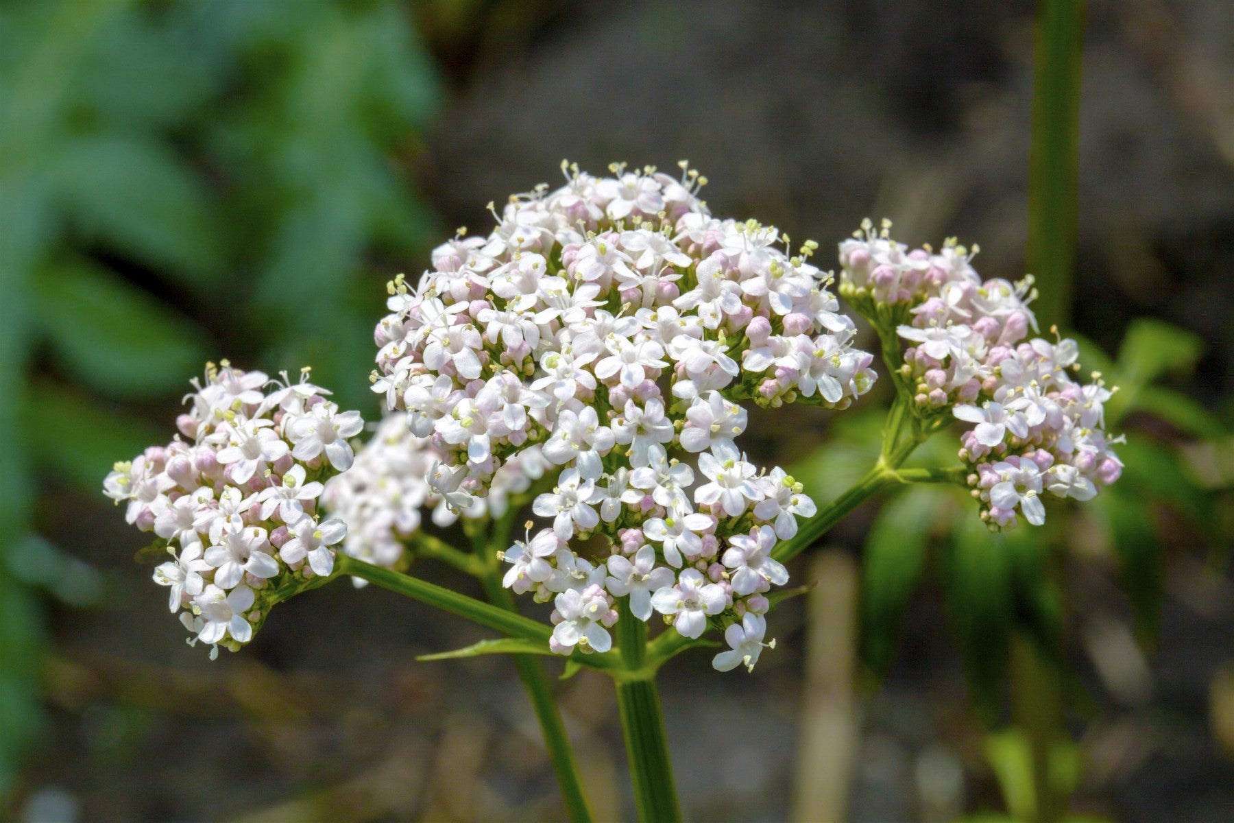 Valeriana officinalis (Gewöhnlicher Baldrian)