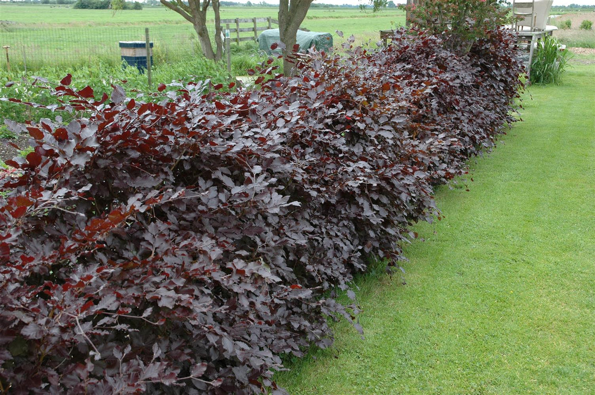 Fagus sylvatica purpurea ; Pluspunkt: ökologisch wertvoll;;