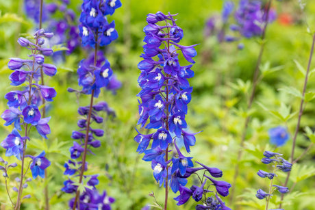 Delphinium Pacific 'Blue Bird' mit Blüte ;;ab 5,10 Euro