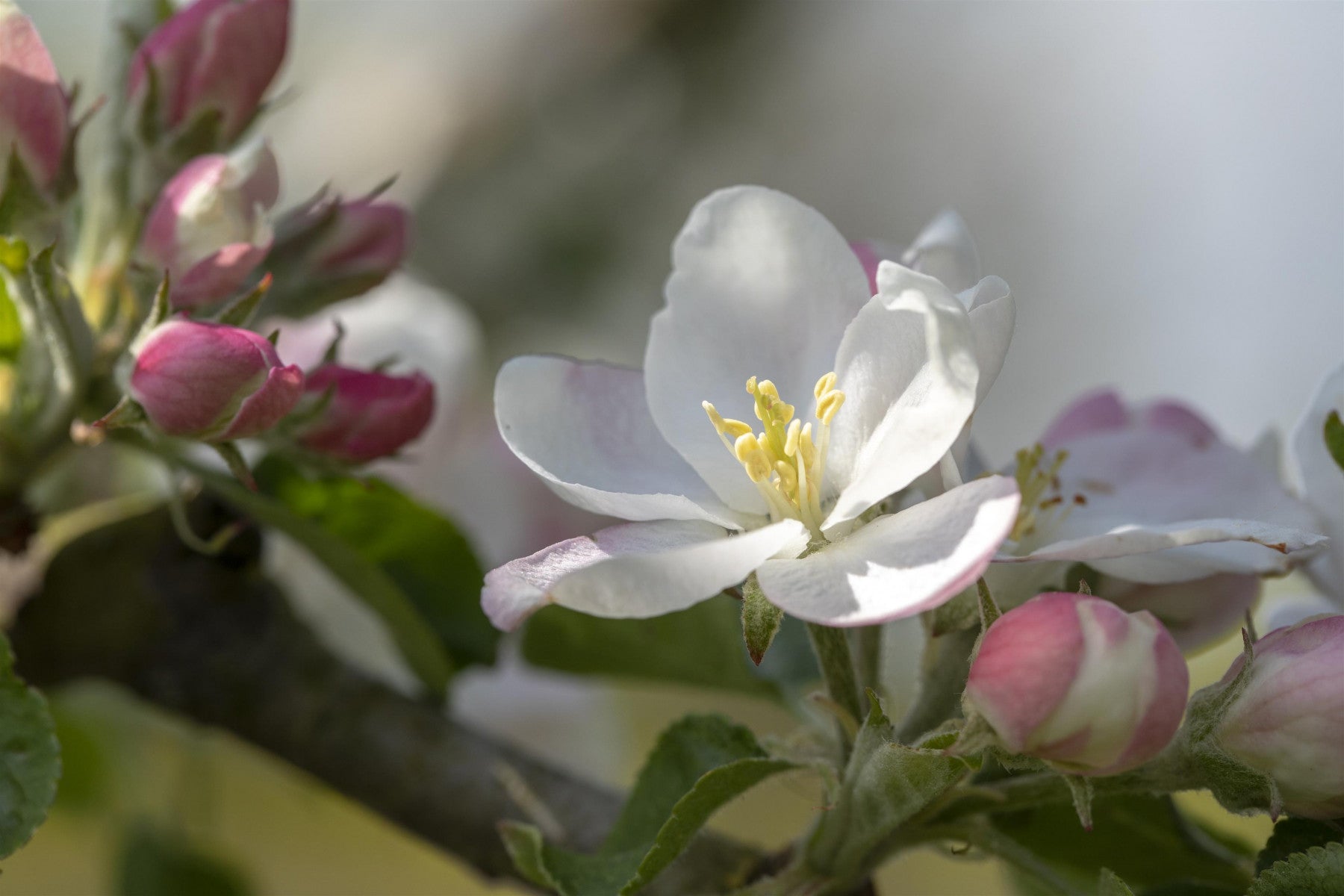 Malus 'Rheinischer Bohnapfel' (Apfel 'Rheinischer Bohnapfel' spät)