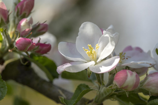 Malus 'Rheinischer Bohnapfel' mit Blüte, erhältlich von 150-200 bis 450-650 cm ;;ab 34,60 Euro