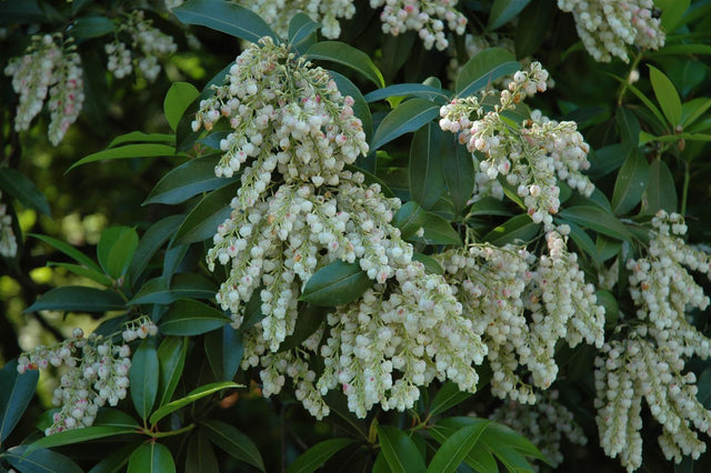 Pieris japonica 'White Pearl' mit Blüte, erhältlich von 20-25 bis 60-80 cm ;;ab 17,40 Euro