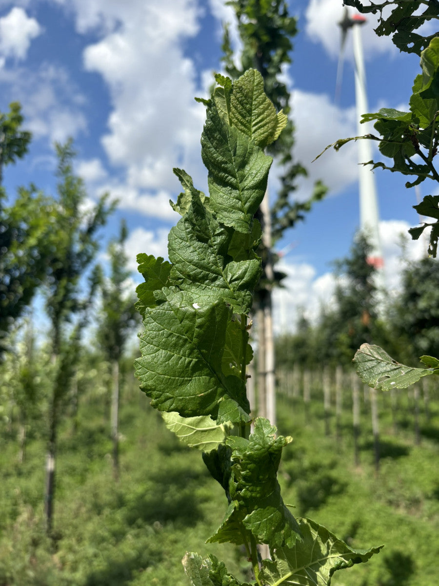 Ulmus 'Columella' mit Sommerbelaubung ; Einsatz: Klimabaum ;;Pflanzen vom Profi