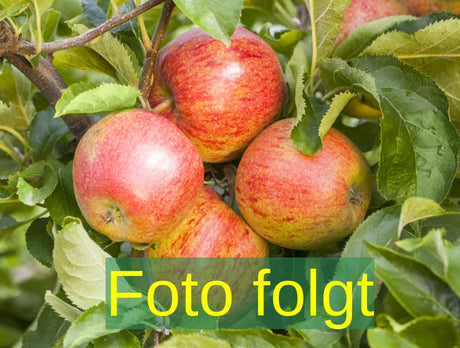 Bild wird ergänzt für Malus 'Goldjuwel' (Apfel 'Goldjuwel')