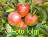 Malus 'Alkmene' (Apfel 'Alkmene' mittel)