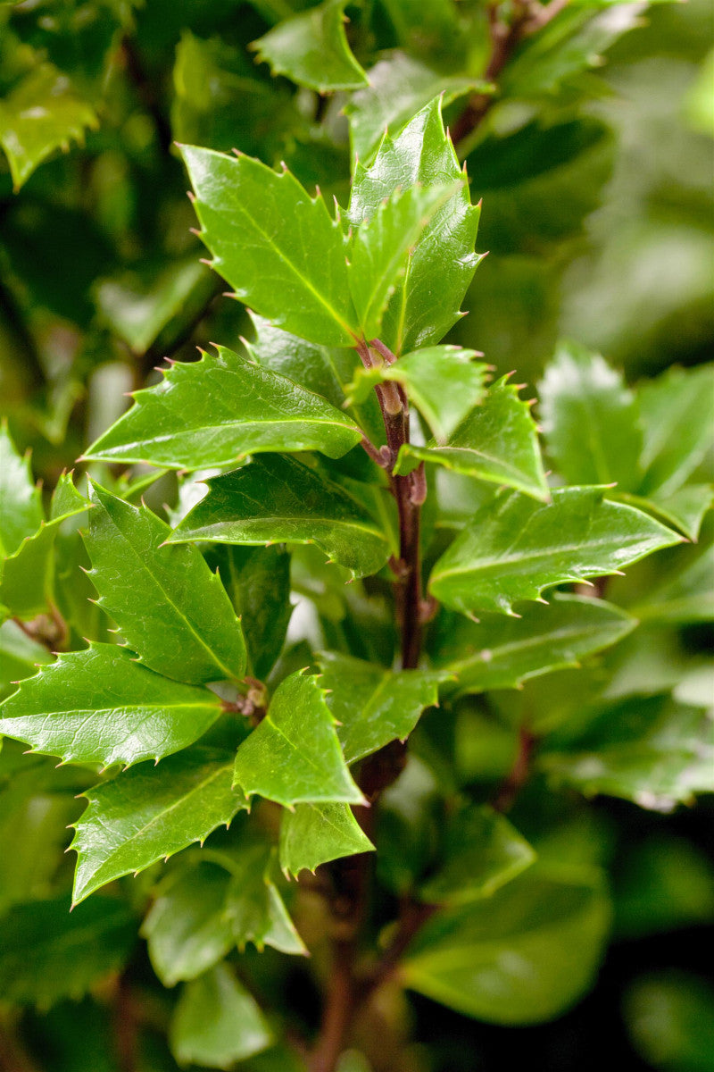 Ilex meserveae 'Heckenpracht' (Stechpalme 'Heckenpracht' -S-)