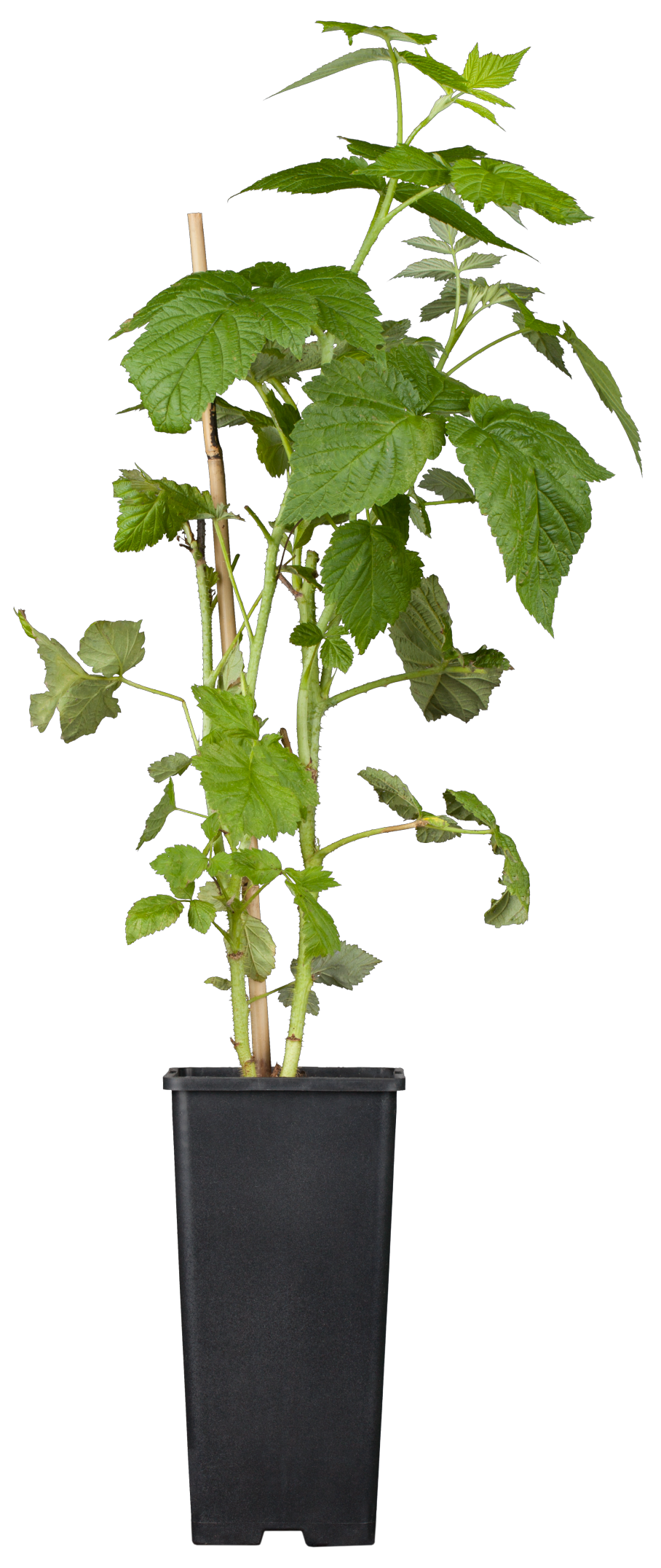 Rubus id. 'ZEFA 3 Herbsternte' (Himbeere 'ZEFA 3 Herbsternte')