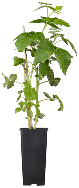 Rubus id. 'ZEFA 3 Herbsternte' im Topf ;;ab 16,40 Euro