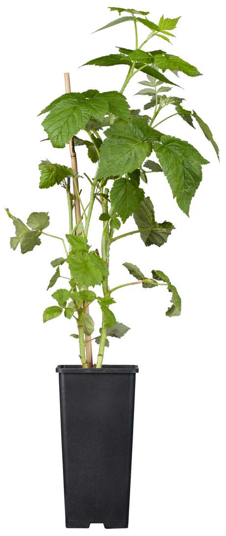 Rubus id. 'ZEFA 3 Herbsternte' im Topf ;;ab 16,40 Euro