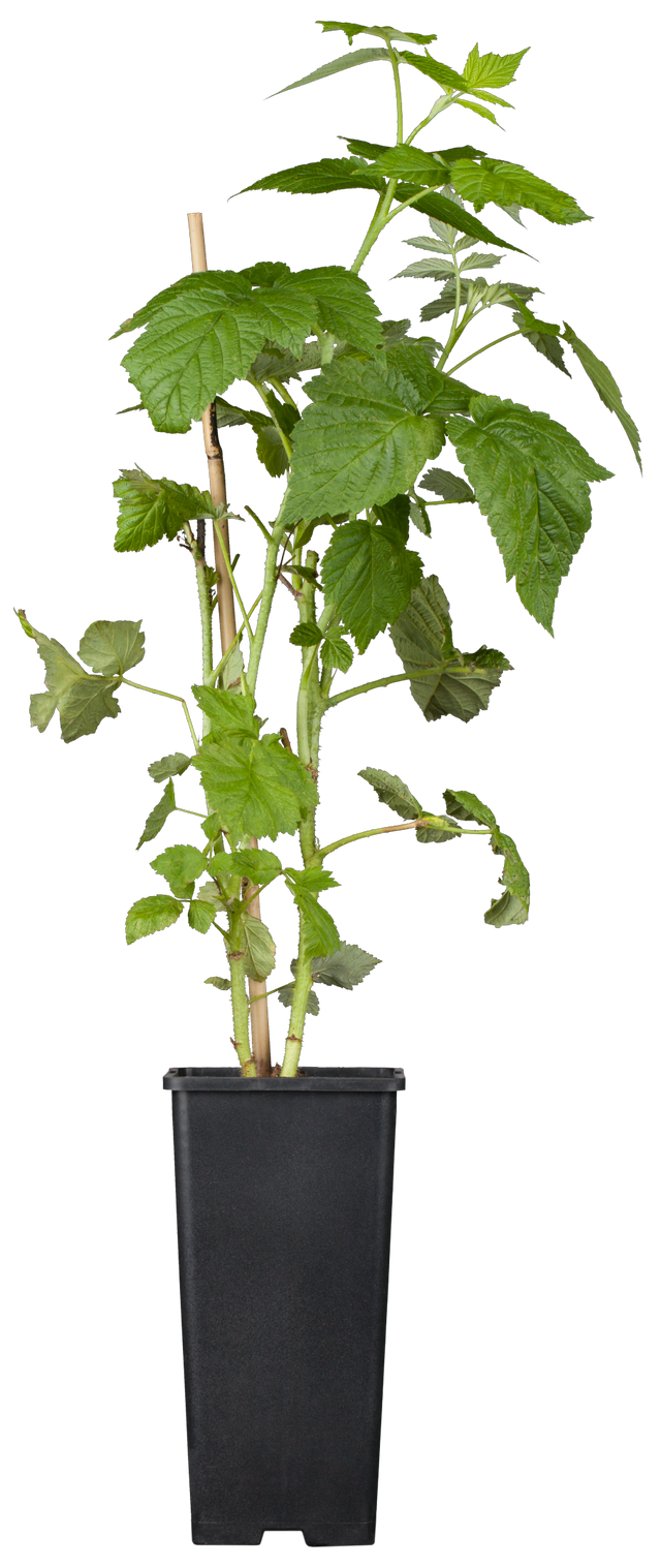 Rubus id. 'ZEFA 3 Herbsternte' im Topf ;;ab 16,40 Euro