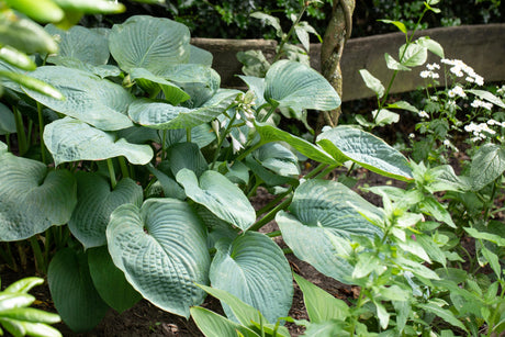 Hosta sieboldiana ;;ab 5,25 Euro