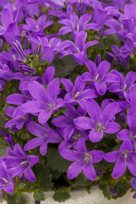 Campanula poscharskyana 'Blauranke' mit Blüte ;;ab 5,15 Euro