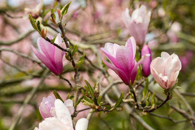 Magnolia liliiflora 'Betty' mit Blüte, erhältlich von 40-60 bis 150-175 cm ;;ab 42,80 Euro