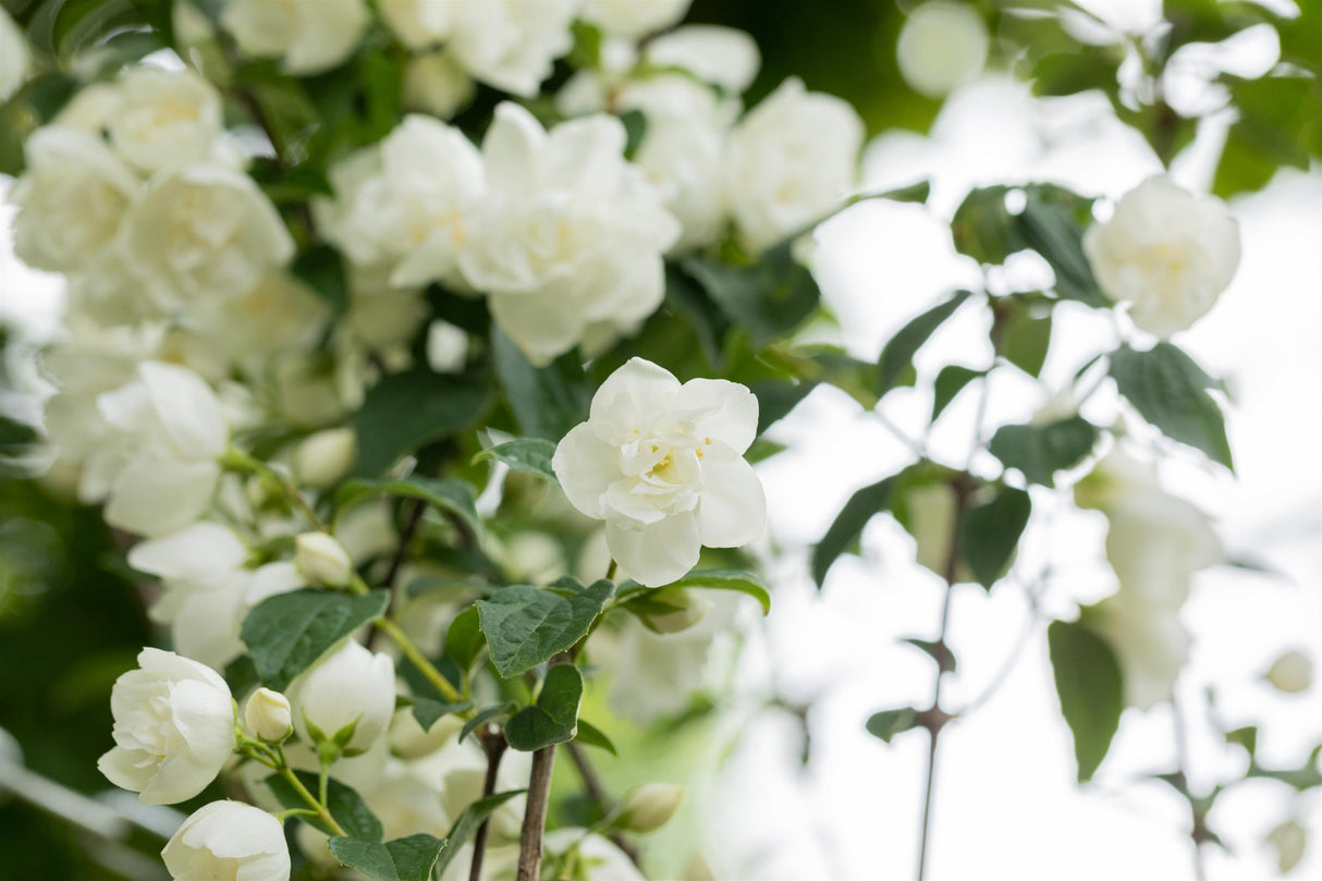 Philadelphus 'Virginal' mit Blüte, erhältlich von 40-60 bis 200-250 cm ;;ab 6,90 Euro