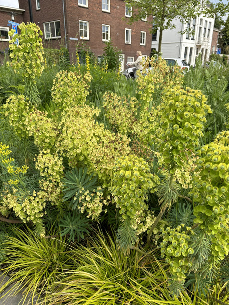 Euphorbia amygdaloides ssp. robbiae mit Blüte ;;ab 6,30 Euro