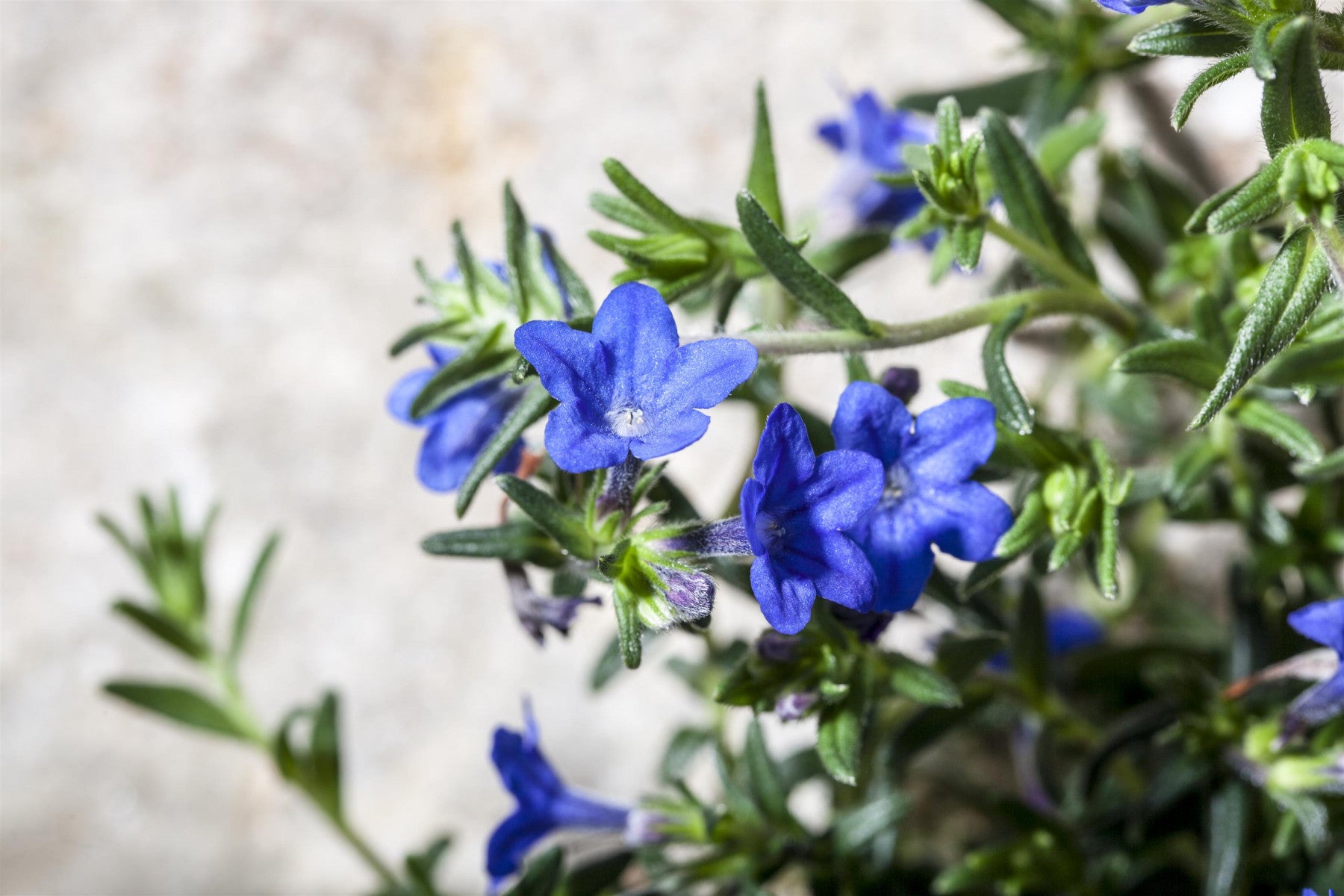 Buglossoides purpurocaerulea (Purpurblauer Steinsame)