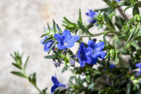 Buglossoides purpurocaerulea mit Blüte ;;ab 3,70 Euro