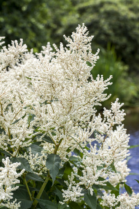 Aruncus dioicus ;;ab 3,40 Euro