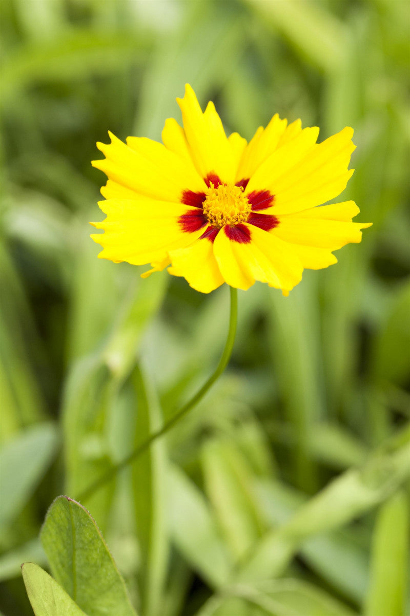 Coreopsis lanceolata 'Sterntaler' (Kleines Garten-Mädchenauge)