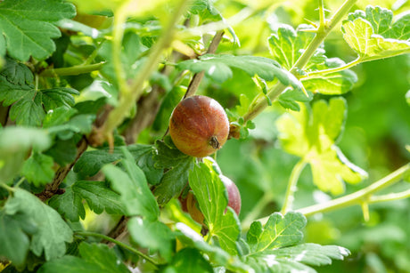 Ribes uva-crispa, rot mehltaures. mit Früchten ;;ab 18,90 Euro