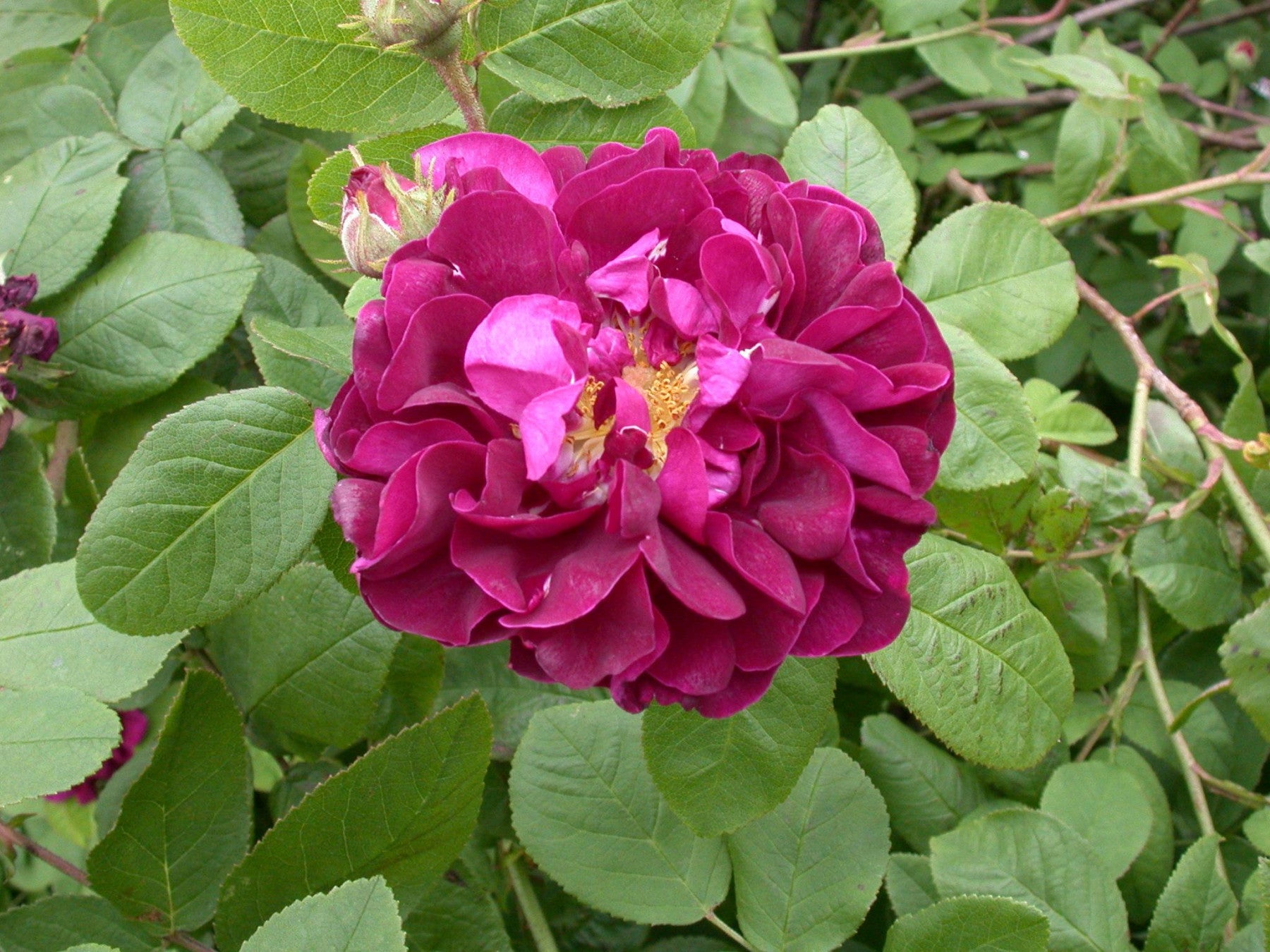 Rosa rugosa 'Hansa' STR (Strauchrose 'Hansa')