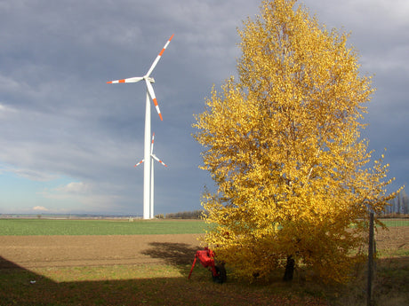 Hänge-Birke mit Herbstlaub, erhältlich als: Sämling ; Einsatz: industrie- und stadtklimafeste Pflanze ; Pluspunkt: industriefest;;günstig mit Qualität