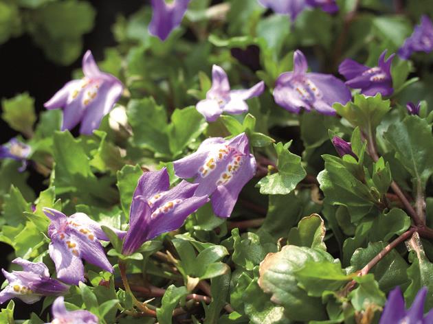 Mazus reptans mit Blüte ;;ab 5,10 Euro