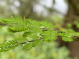 Metasequoia glyptostroboides mit Belaubung ; Einsatz: Heckenpflanze ; Pluspunkt: schnelles Wachstum;;mit zeitnaher Lieferung