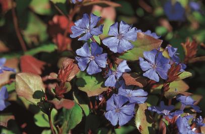 Ceratostigma plumbaginoides mit Blüte ;;ab 4,65 Euro