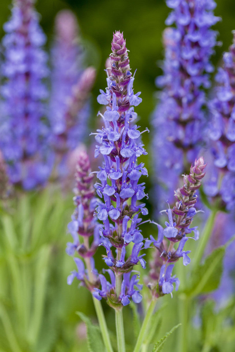 Salvia nemorosa 'Blauhügel' (Garten-Blüten-Salbei)