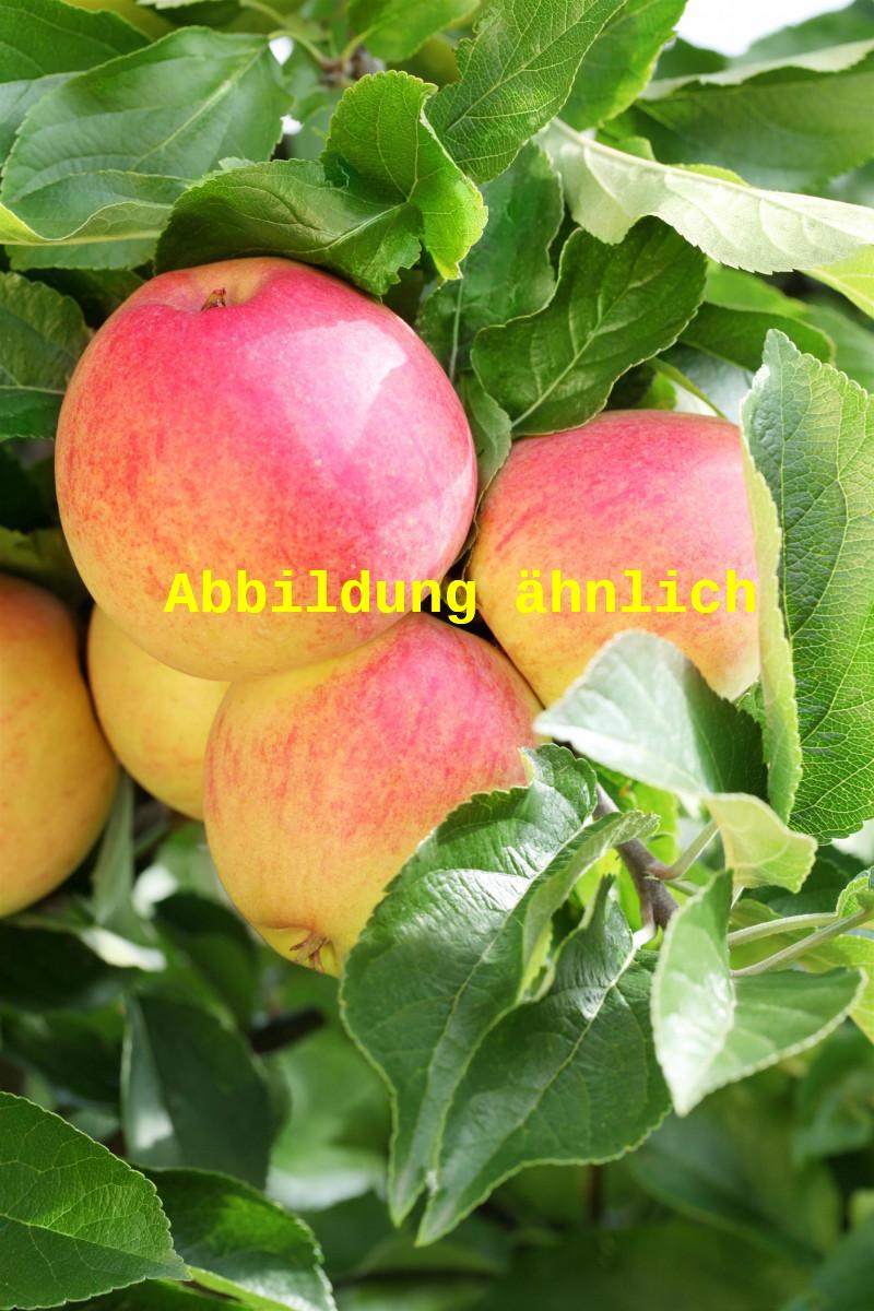 Malus 'Finkenwerder Herbstprinz' (Apfel 'Finkenwerder Herbstprinz' spät)