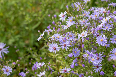 Aster ericoides 'Blue Wonder' mit Blüte ;;ab 5,60 Euro