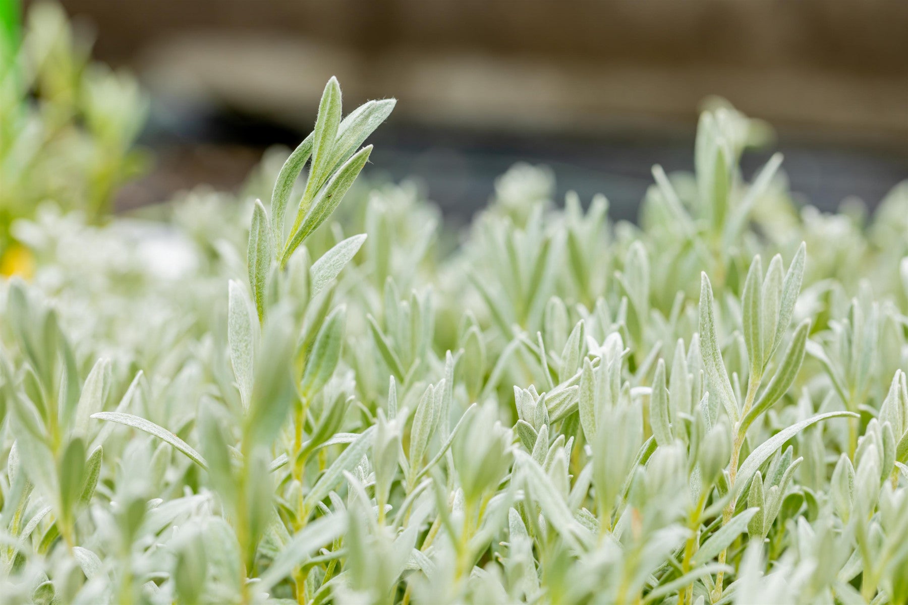 Cerastium tomentosum var. tomentosum (Filziges Hornkraut)