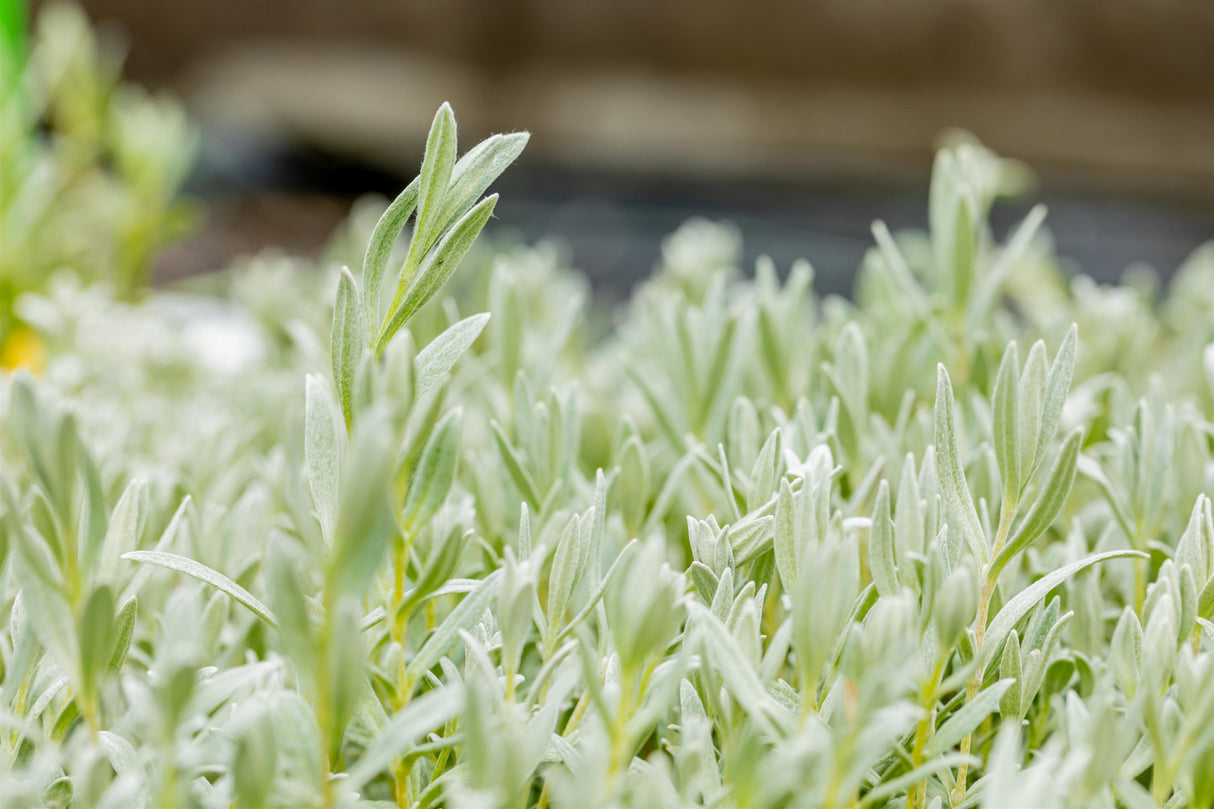 Cerastium tomentosum var. tomentosum ;;ab 2,88 Euro