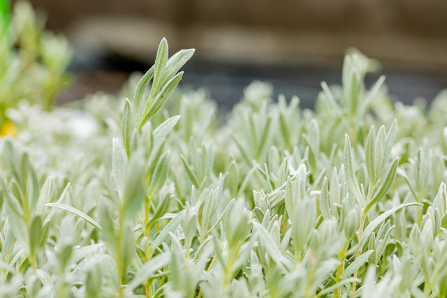 Cerastium tomentosum var. tomentosum ;;ab 2,88 Euro