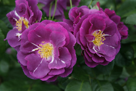 Rosa 'Rhapsody in Blue' BT mit Blüte ;;ab 10,90 Euro