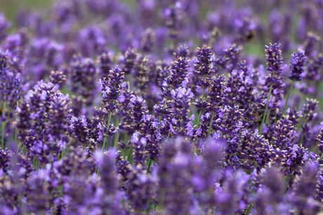 Lavandula angustifolia 'Hidcote Blue' mit Blüte ;;ab 2,88 Euro