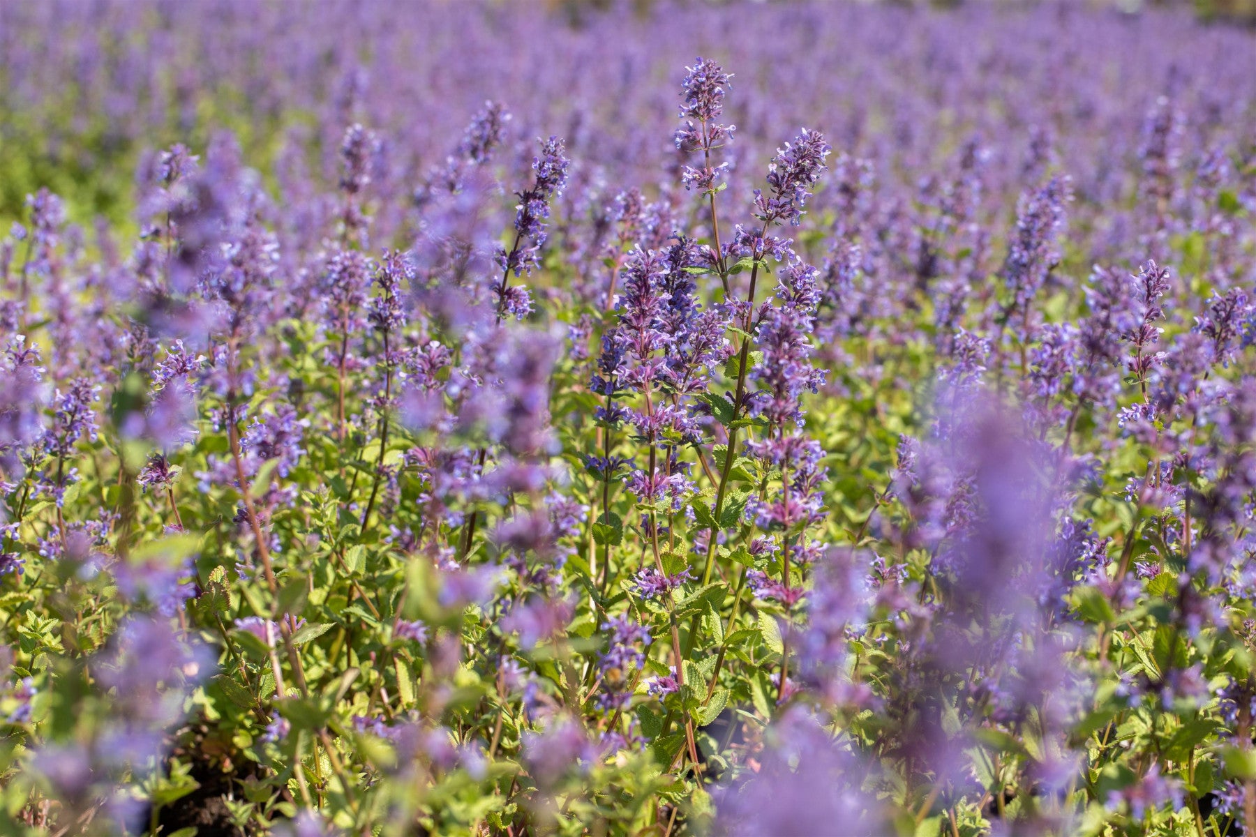 Nepeta racemosa 'Superba' (Traubige Garten-Katzenminze)