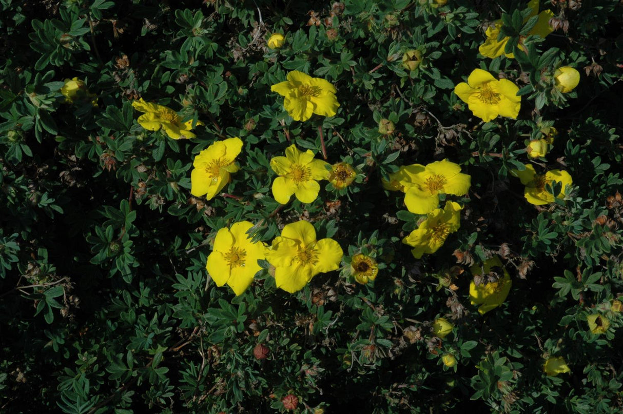 Potentilla 'Goldteppich' mit Blüte, erhältlich von 20-30 bis 40-60 cm ;;ab 4,10 Euro