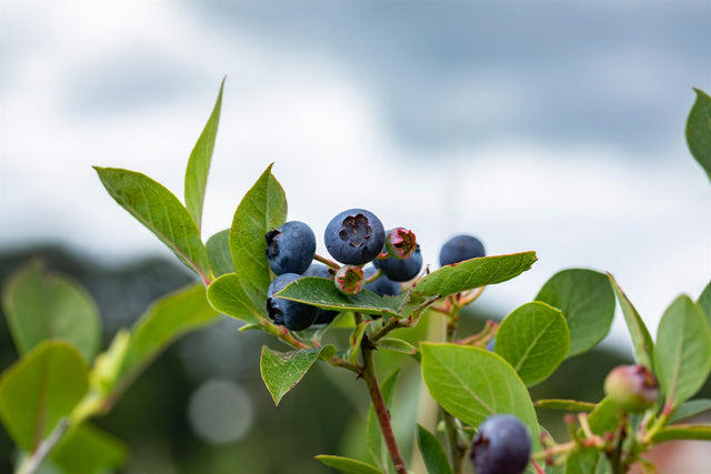 Vaccinium corymb. 'Elliot' mit Früchten, erhältlich von 30-40 bis 40-60 cm ;;ab 16,90 Euro