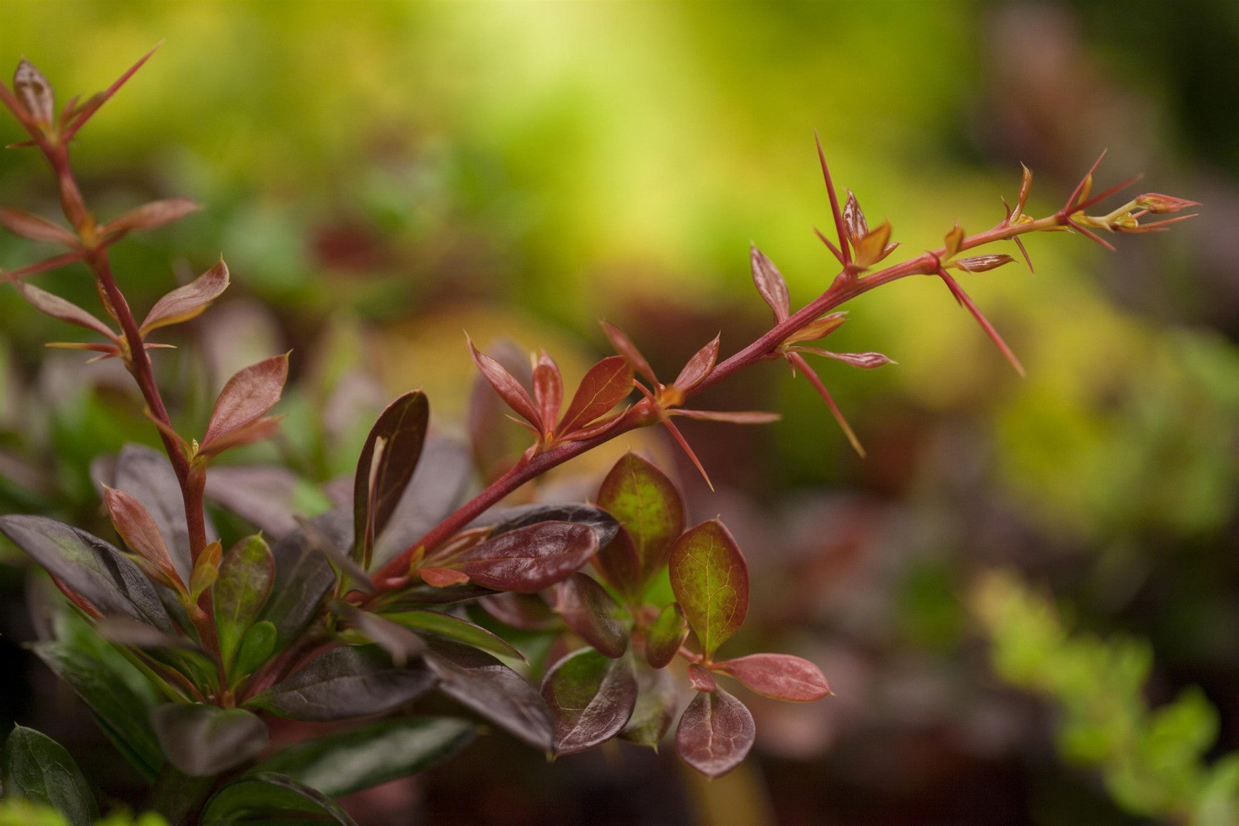 Berberis media 'Red Jewel' (Berberitze 'Red Jewel')